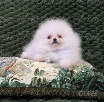Splendidi Cuccioli di Pomerania  foto-1513656