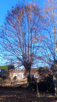 Potatura Alberi foto-259028