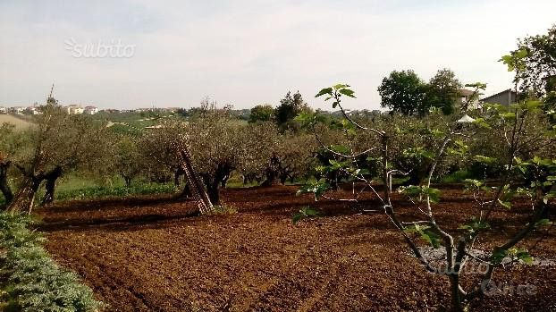 Pianella (PE) fraz. Cerratina terreno edificabile in vendita. foto-1530182