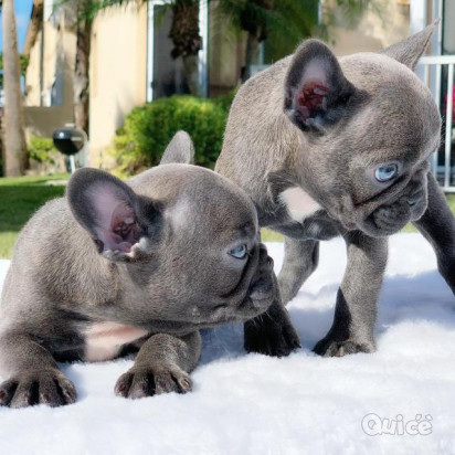 bellissimi cuccioli di bulldog francese foto-1531929