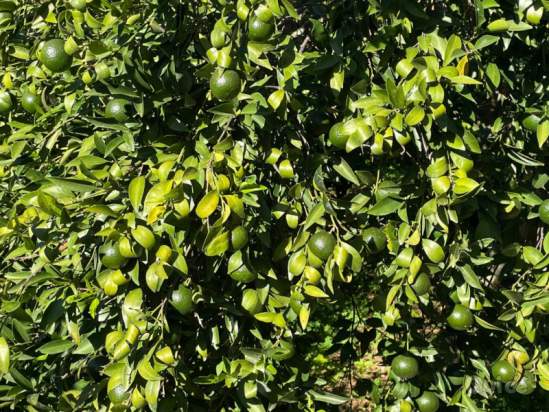 Villa in vendita a Partinico (Palermo) foto-1533348