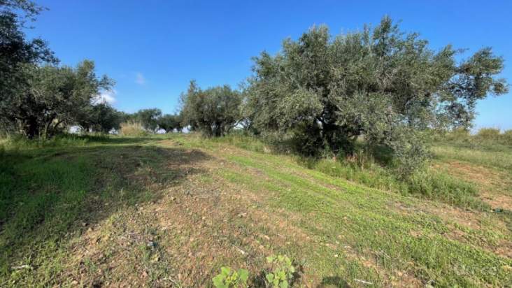 Terreno in vendita a Partinico (Palermo) foto-1533394