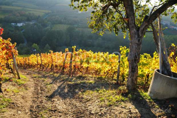 Attivita commerciale in vendita a Mango (Cuneo) foto-1536597