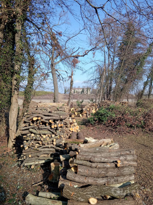 Legna da siepe campestre foto-261839