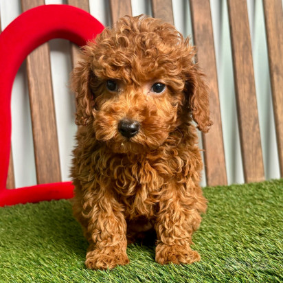 Bellissimi Cuccioli di Barboncino foto-1549832