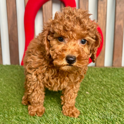  Bellissimi Cuccioli di Barboncino foto-262804
