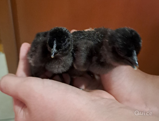 Pulcini  foto-263039