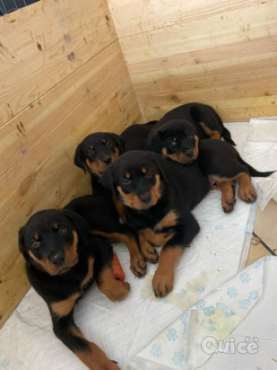 Cuccioli Rottweiler foto-1558213