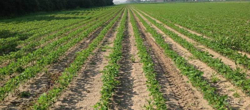 Terreno in vendita a Padova (Padova) foto-265919