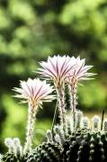 CACTUS Equinopsis multi Fiori grandi e profumati ! foto-1577770
