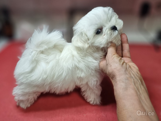 Cuccioli di Maltese toy foto-271475