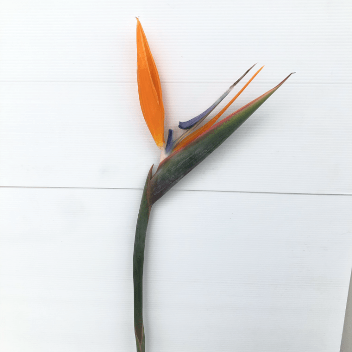 Bird of Paradise 1