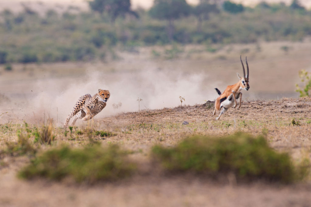 Cheetah runs to catch an impala in Kenya. 