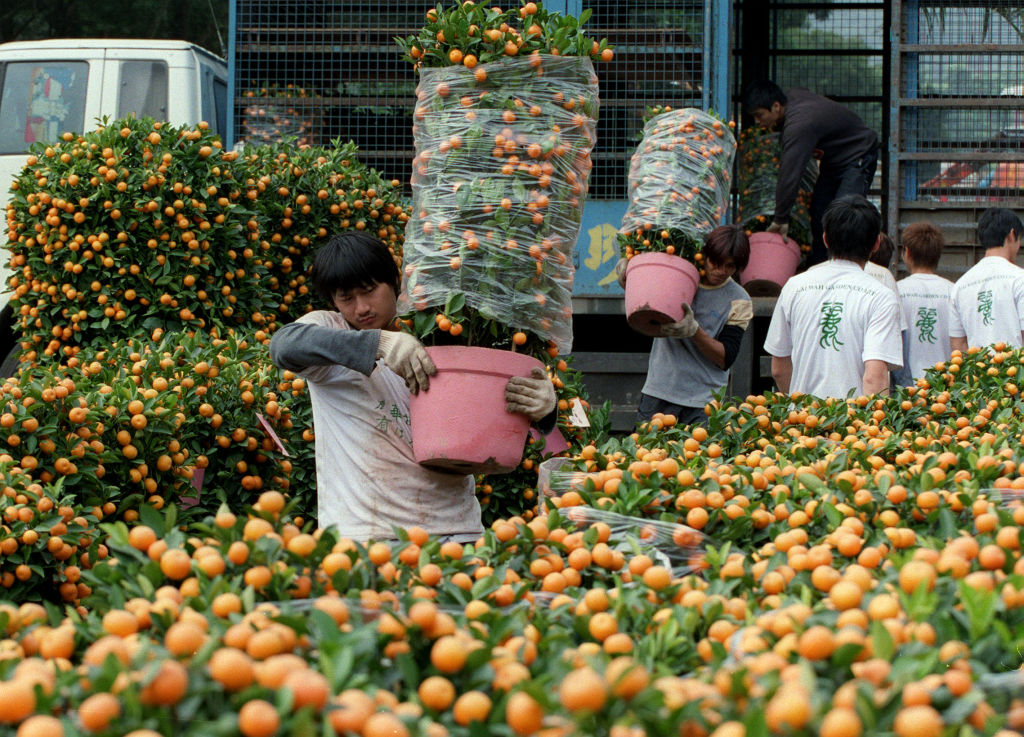 2003 年 1 月 22 日，香港鲜花农场的工人从卡车里卸下装满橘子（一种柑橘）的盆栽，准备迎接农历新年。