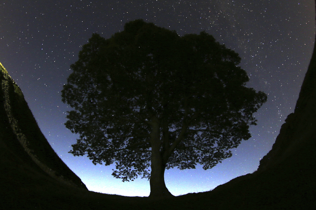 Britain Sycamore Gap Tree Cut Down