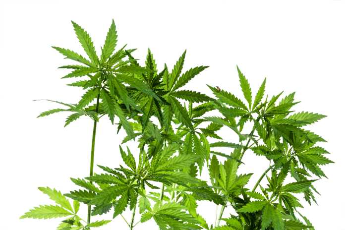 c8bf4c6e64cca529a320200671e5529d House of Dank Announces Annual 4/20 Parties - A Weekend of Dank