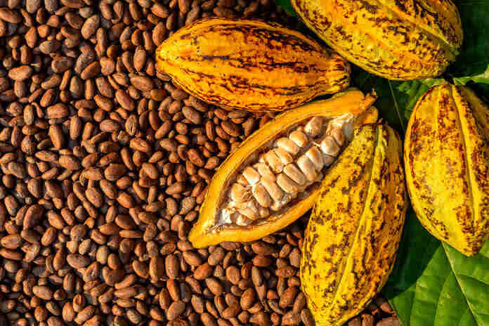 Cocoa Prices