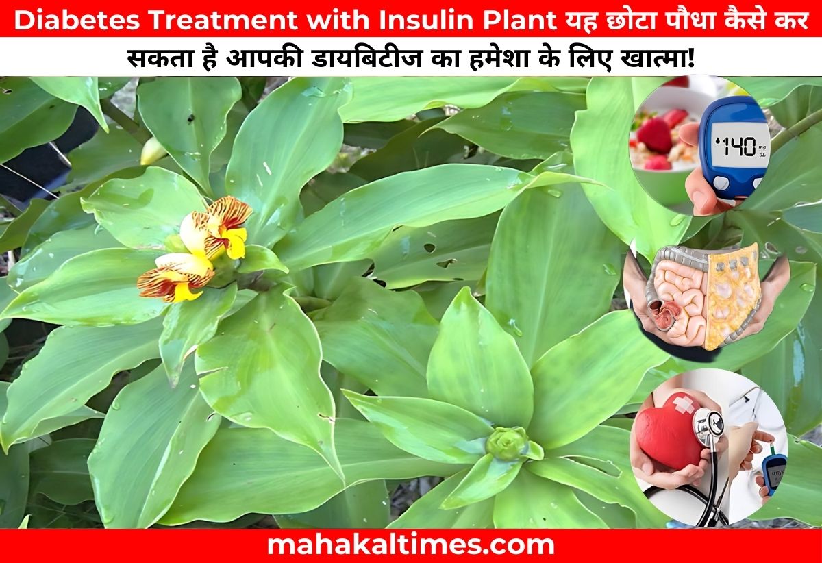 diabetes treatment with insulin plant