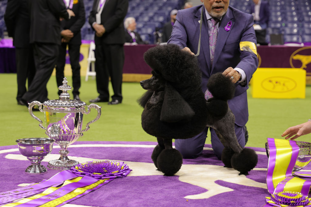 งานแสดงสุนัขเวสต์มินสเตอร์ 2024 ในภาพถ่าย: เซจชนะรางวัลสูงสุดเป็นสุนัขพัดชนิดขนาดเล็ก