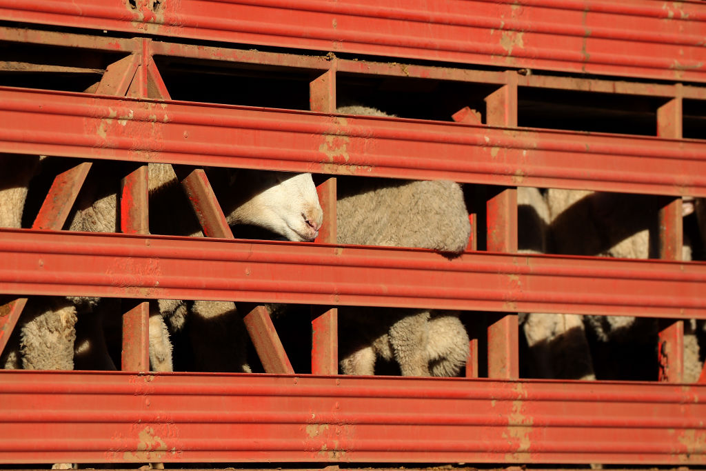 เรือบรรทุกสัตว์ปศุสัตว์ Al Kuwait Livestock Ship ได้รับคำสั่งให้ออกจากท่า Perth หลังลูกเรือพ้นข้อกล่าวหาโควิด-19