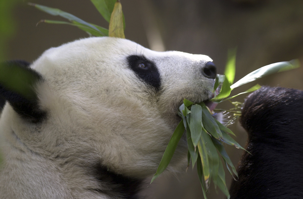 Bai Yun, the mother of newly named panda cub, Mei Sheng, gets a mouthful of bamboo during the cub's first day on display at the San Diego Zoo on Dec. 17, 2003.