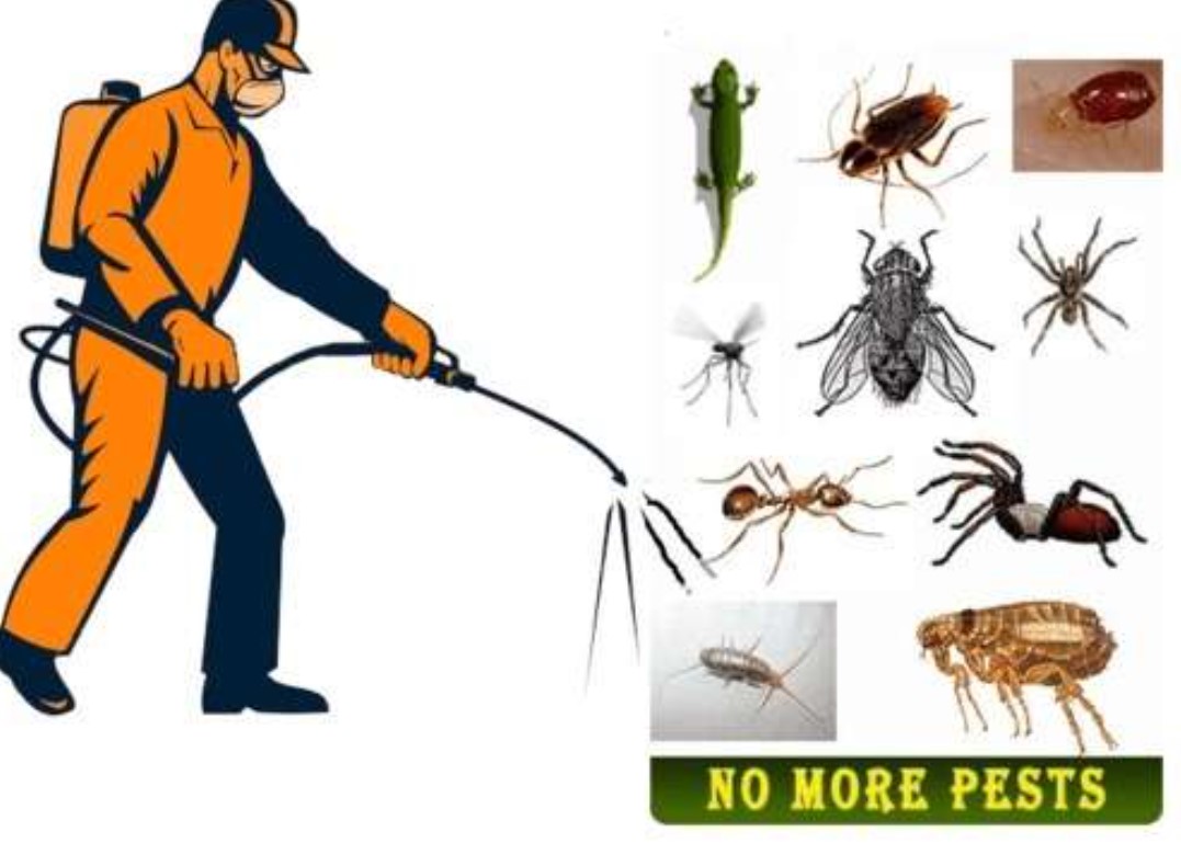 Home Inspection for Pest Control