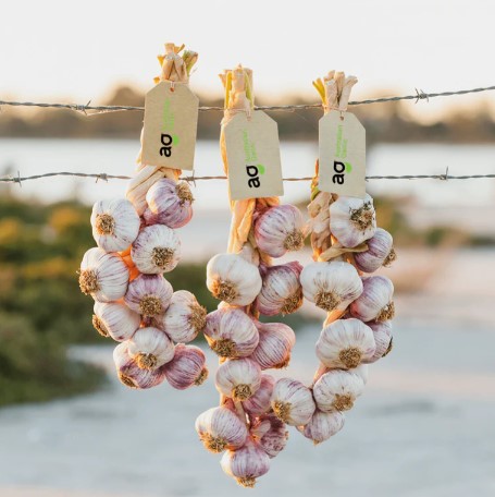 Australian Garlic Producer