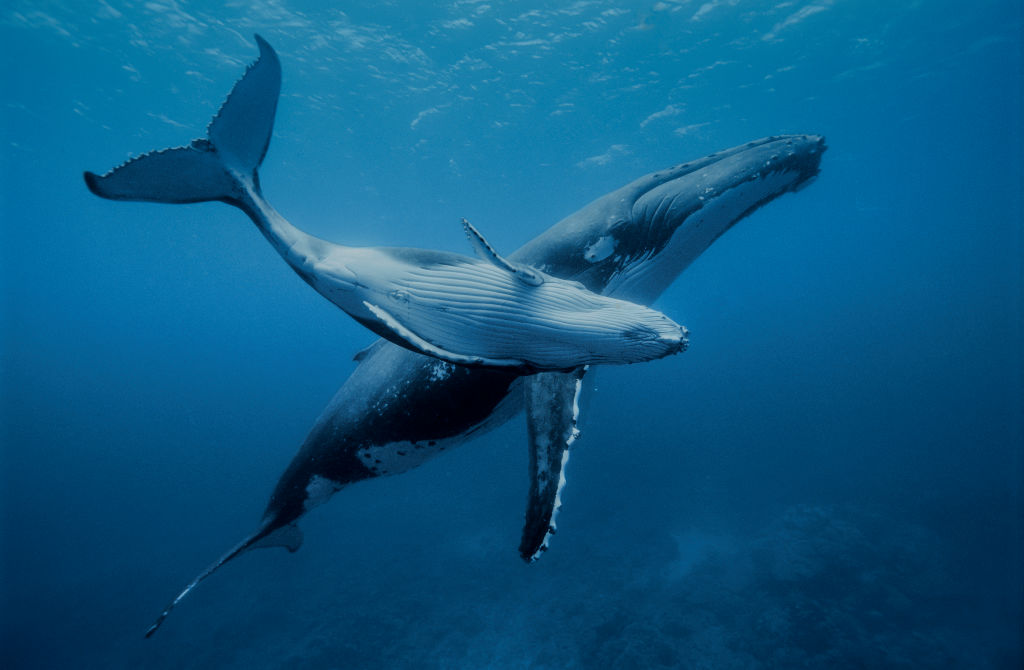2004年7月12日，在法屬波里尼西亞澳斯特拉群島魯魯圖島附近太平洋溫暖水域中，一隻年輕的座頭鯨與母親在一起。
