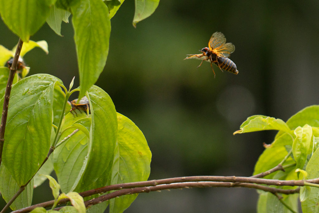 Brood X Cicadas Emerge After 17 Years Underground