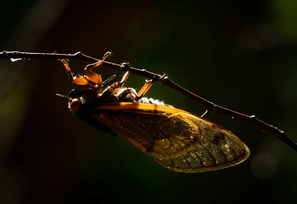 LIFE-ENV-ILL-CICADAS-4-TB