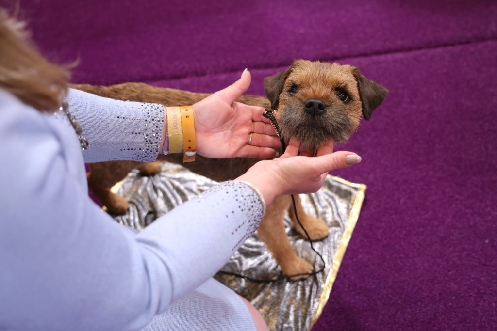 148th Annual Westminster Kennel Club Dog Show - Best In Show