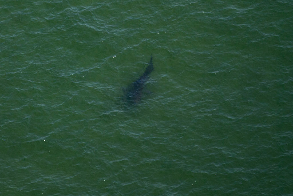 US-ANIMAL-ENVIRONMENT-SHARKS