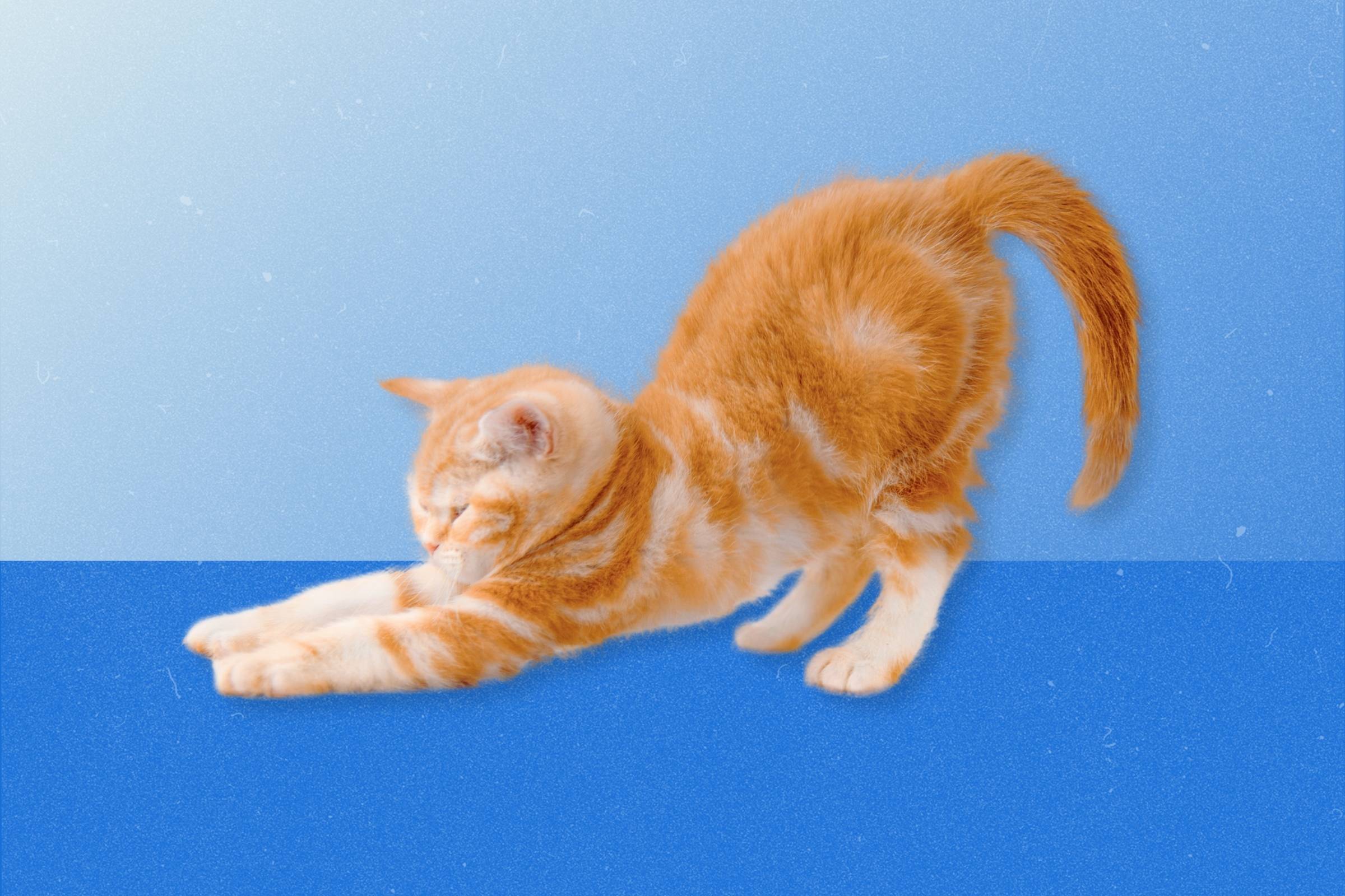Một chú mèo cam đang duỗi thẳng cơ thể