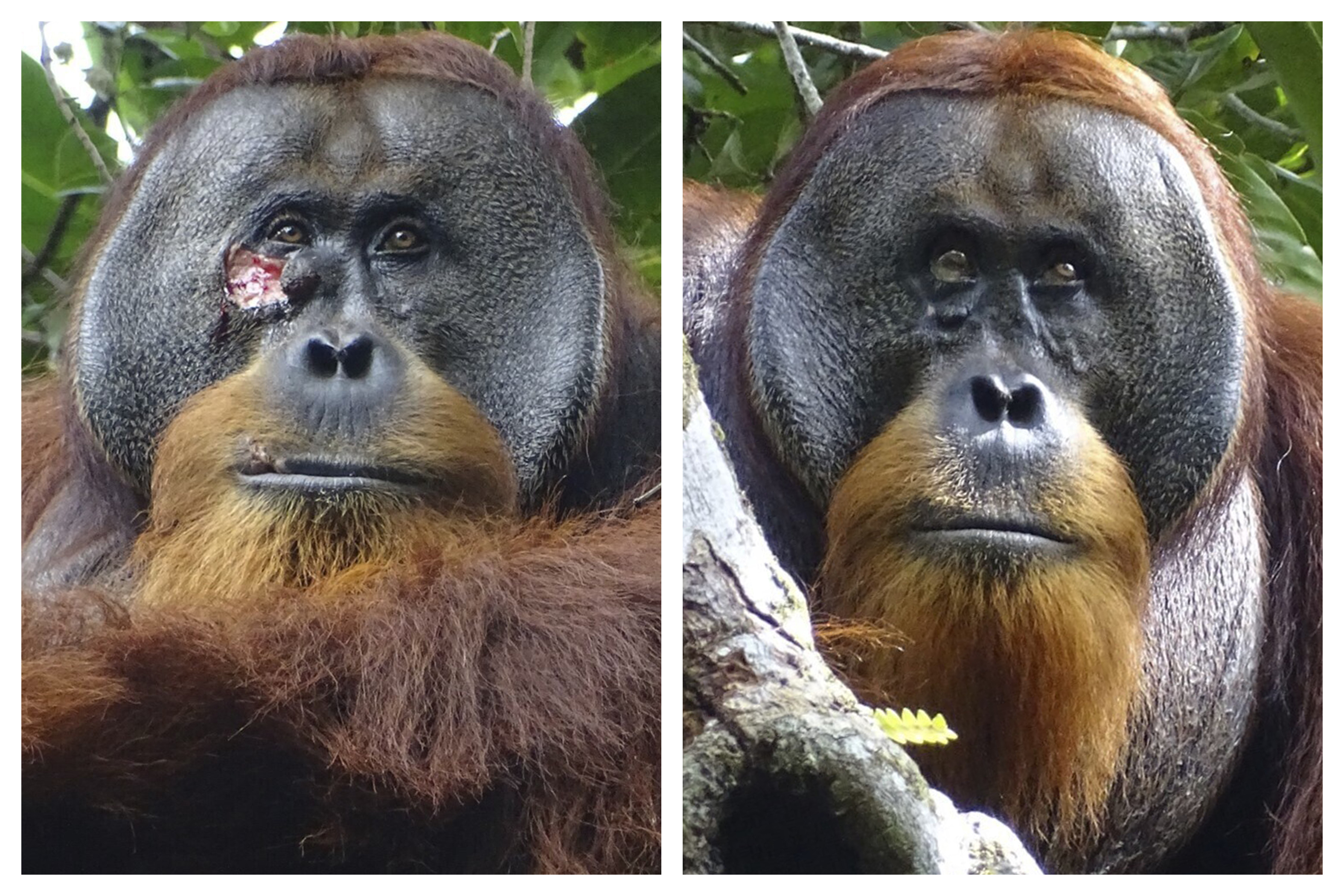 Orangutan Self-Medication