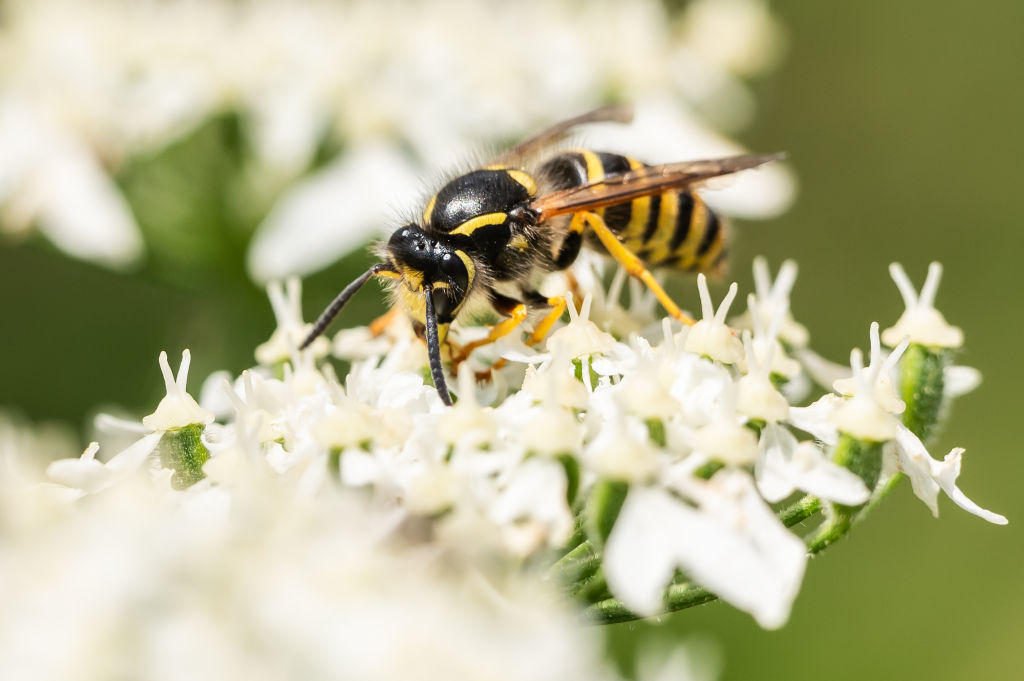 Summer in Baden-Württemberg