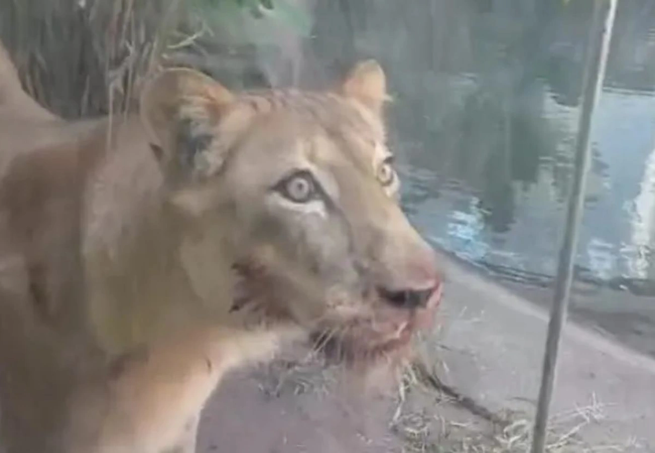Tragédia no zoo: leoa atacou e matou homem em poucos segundos.Vejavídeo