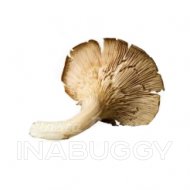 Oyster Mushroom 1EA