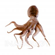 Octopus Baby Wild Caught ~1LB