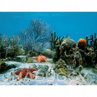 Top Fin® Coral Reef Aquarium Background, 48"L x 24"H