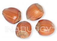 Filberts in Shell (Jumbo) ~100 g