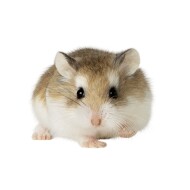 Roborovski Dwarf Hamster
