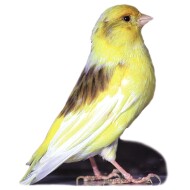 Fancy Canary