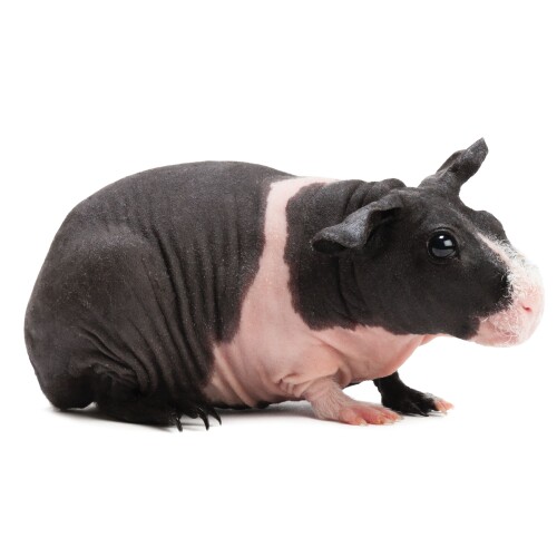 Where can i get a hot sale skinny pig