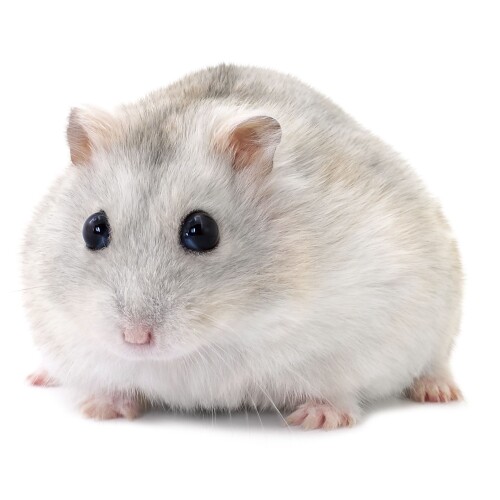 fancy russian dwarf hamster gray