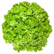 Green Leaf Lettuce 1EA