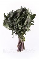 Kale Red Of Mexico