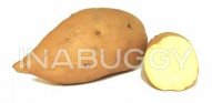 Yams / Sweet Potato 1EA
