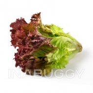 Lettuce Red Leaf 1EA