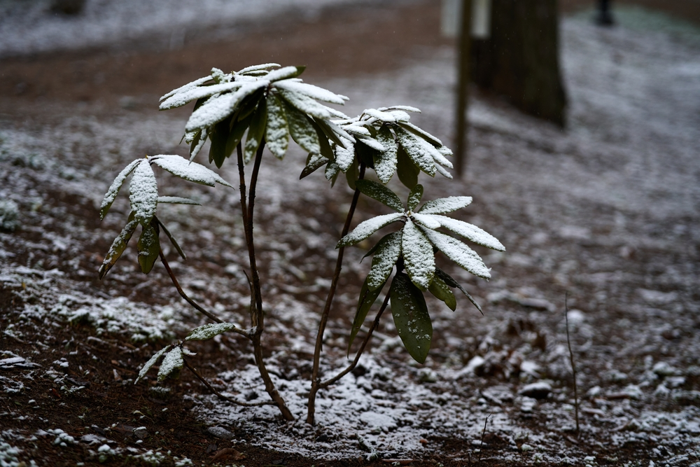 winter garden