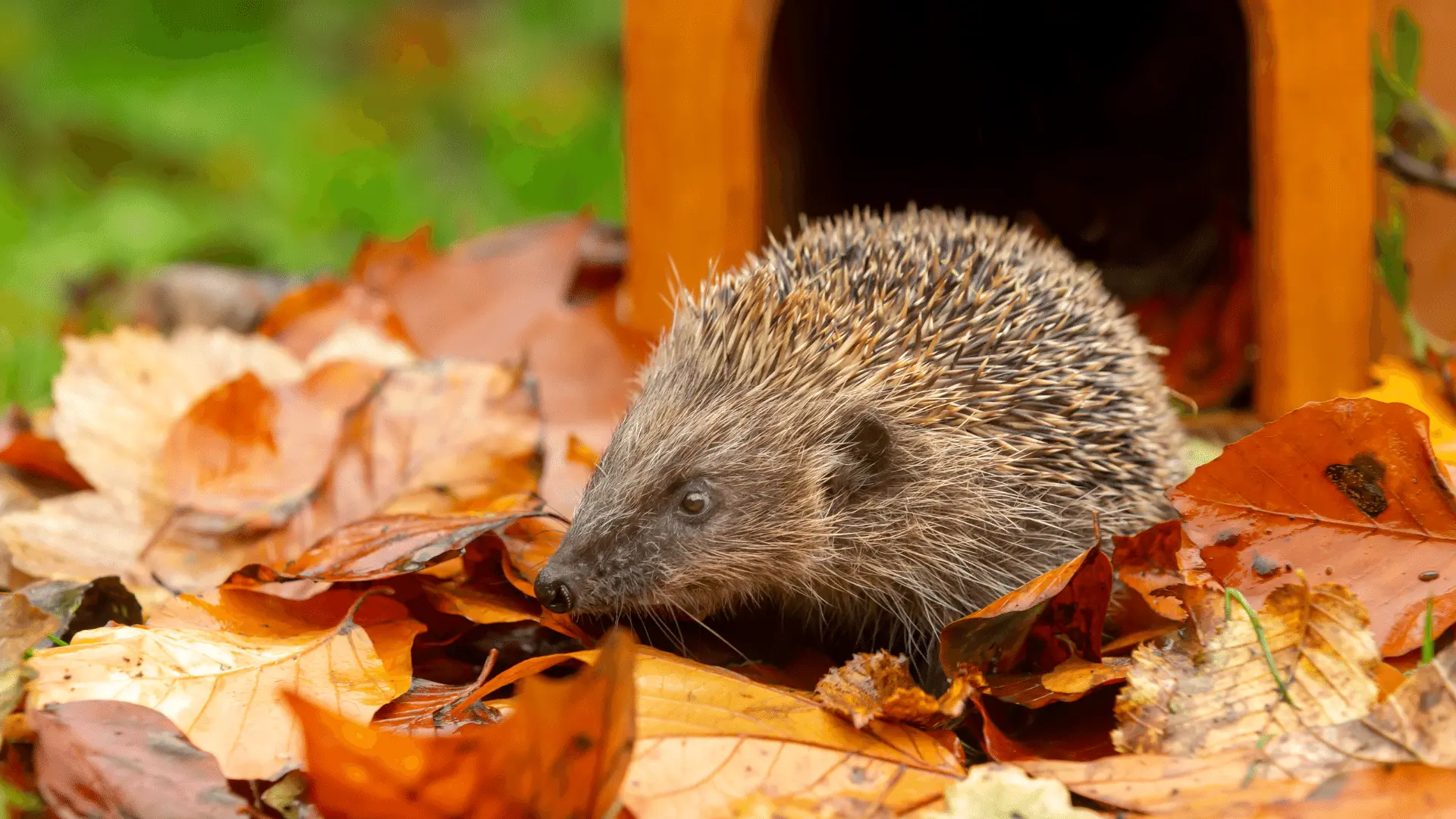 hedgehog house